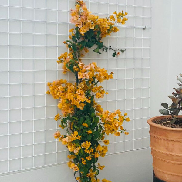 Lisa Kaplan Design